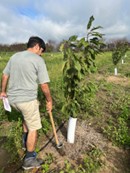 Fig 5 measuring cherry tree with meter stick .jpg
